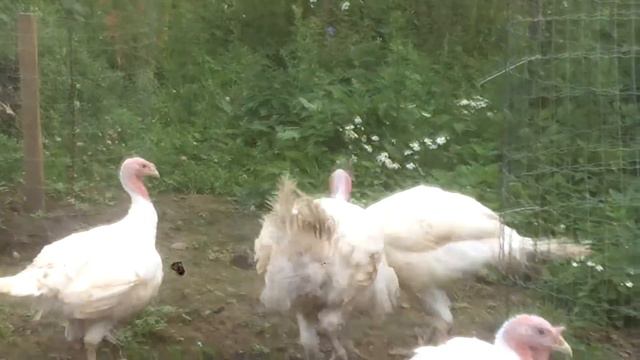 Бой индюков смотреть онлайн