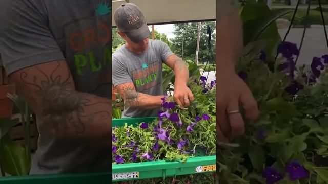 How to Trim & Deadhead your Hanging Basket смотреть онлайн