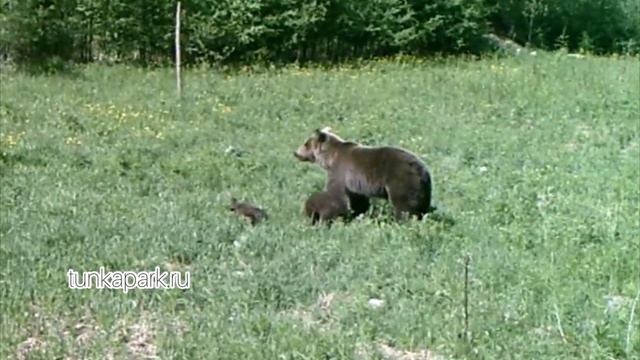 В Бурятии фотоловушка сняла медведицу и медвежат-травоедов смотреть онлайн
