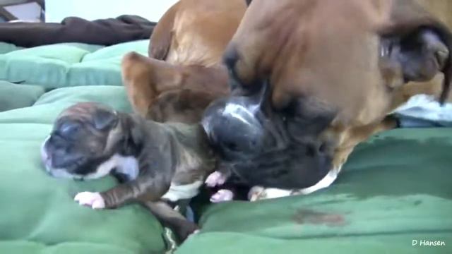 Dog Has Amazing Birth While Standing | Pets смотреть онлайн