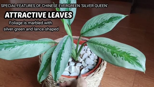 CHINESE EVERGREEN AGLAONEMA (SILVER QUEEN -care and tips) смотреть онлайн