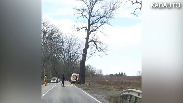 Состояние придорожных деревьев. Дорога Калининград - Балтийск. 30.03.20 смотреть онлайн