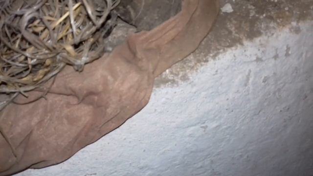 Як пою зараз і чим своїх козеннят і що то таке на шерсті у кози відповідь на коментарі ... смотреть онлайн