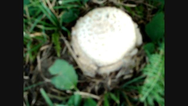 Death Cap mushroom Gemmed Amanita смотреть онлайн