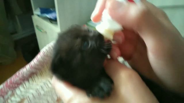 У кошки пропало молоко. Выкармливаем малышей специальной смесью. смотреть онлайн