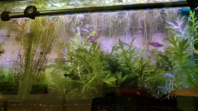 Рыбы и люди смотреть онлайн