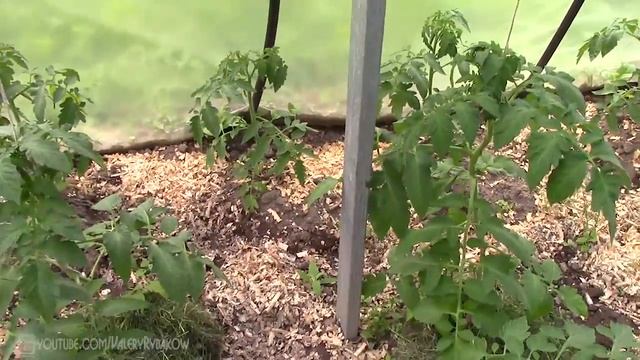 Лучший метод выращивания помидоров. Моя технология выращивания помидоров в теплице. смотреть онлайн