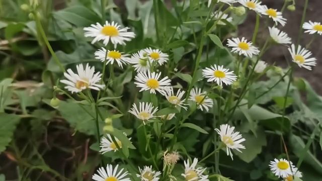 21 октября народный праздник Трифон и Пелагия. Народные приметы и традиции. Что делать нельзя. смотреть онлайн