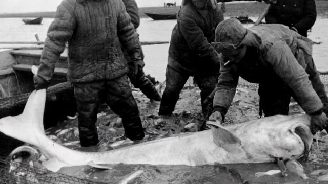 Икра осетровых рыб! Как её получают сегодня! FullHD 1080p смотреть онлайн