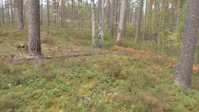 Почти горная прогулка. Толмачёво-деревня Ящера-Табор. смотреть онлайн