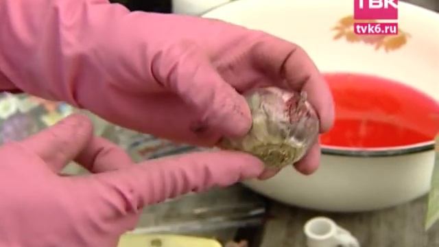 Советы тети Тани. Обработка луковиц тюльпанов в сентябре. смотреть онлайн