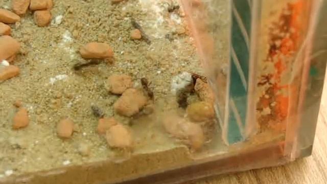 Formica Cinerea Nest смотреть онлайн