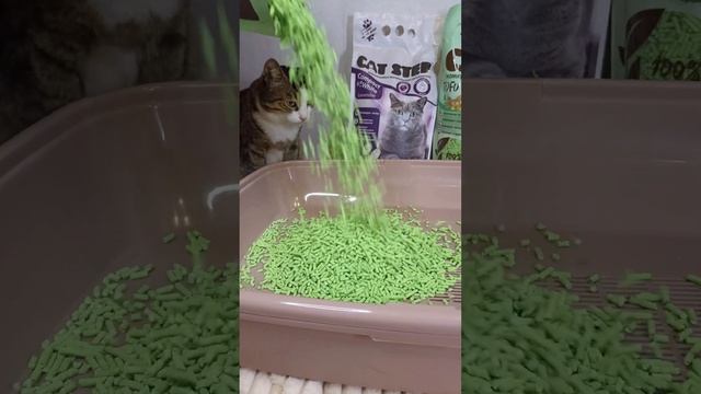 Рекомендуем наполнители от CatStep? |#наполнитель #обзор #котики смотреть онлайн