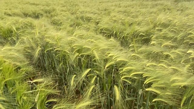 27.05.2023! Озимый ячмень ! Точный высев ! смотреть онлайн