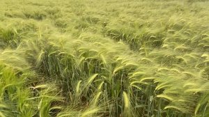 27.05.2023! Озимый ячмень ! Точный высев !