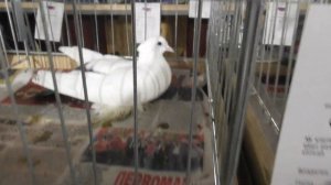 Конкурс Чистых голубей.  Часть II. 26.01.2020г.