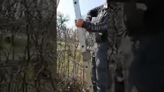 Декоративная Акация