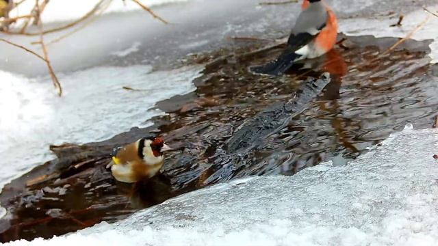 щегол снегири купаются смотреть онлайн