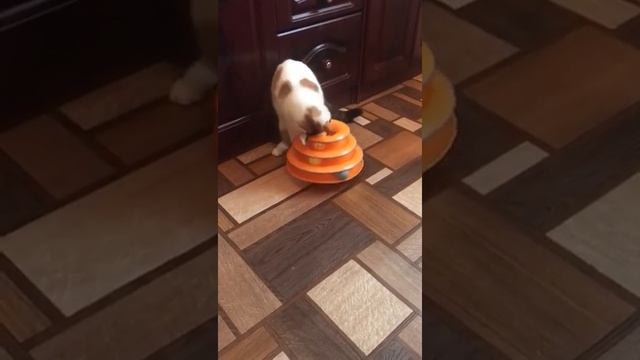 Интерактивный трек игрушка для кошки смотреть онлайн