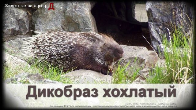 Животные на букву Д (1) смотреть онлайн