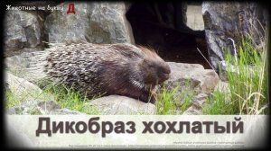 Животные на букву Д (1)
