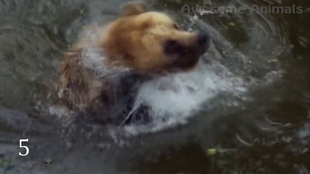 15 astonishingly fat animals caught on camera смотреть онлайн