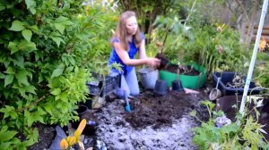 Дельфиниум многолетний: посадка в открытом грунте