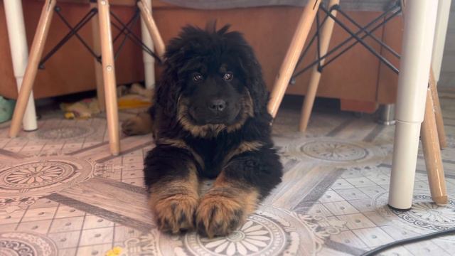 Тибетский мастиф продажа 89111324532 доставка смотреть онлайн