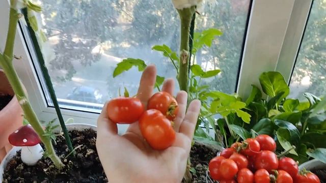 Обзор Огорода на Балконе 2022, Часть 7. Богатый Урожай Помидор в Городской Квартире. смотреть онлайн