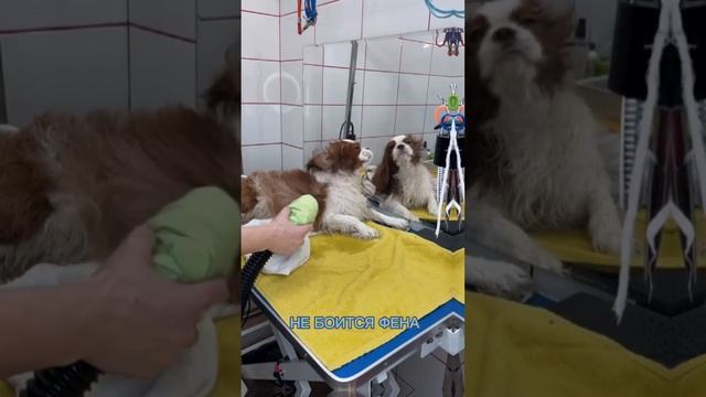 Как ухаживать за кавалер-кинг-чарльз-спаниелем. Груминг Рыбацкое. смотреть онлайн