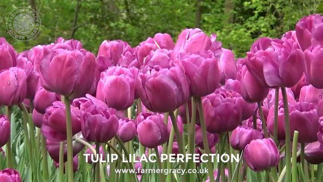 Tulip 'Lilac Perfection' - FarmerGracy.co.uk