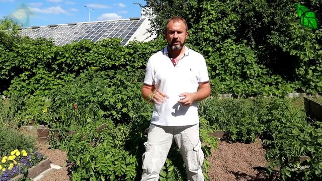 ЖУК НЕ ДОХНЕТ даже после дорогих препаратов? КОПЕЕЧНОЕ СРЕДСТВО поможет, но.. НАУЧНАЯ ПЯТНИЦА. смотреть онлайн