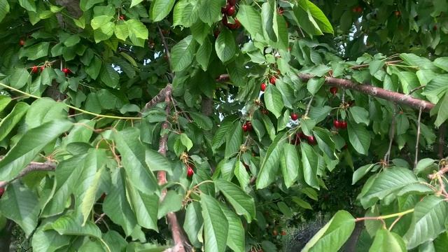 Интенсивный гилас черешня бак кордия и регина смотреть онлайн