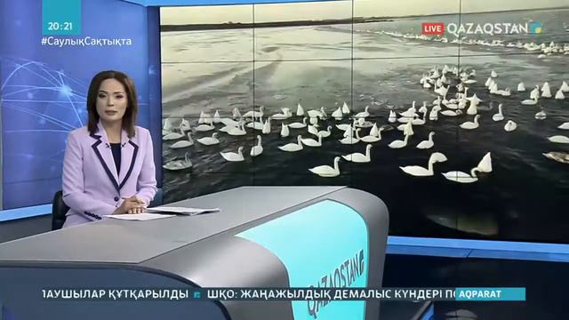 Каспий теңізі мен Қаракөл көліне 18 мыңдай аққу ұшып келді смотреть онлайн