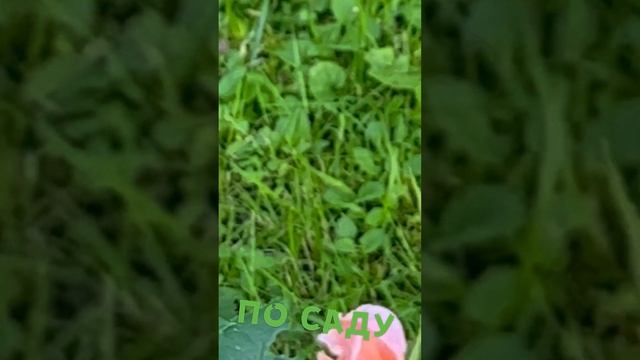 Мой сад, роза"Гейша" и другие смотреть онлайн