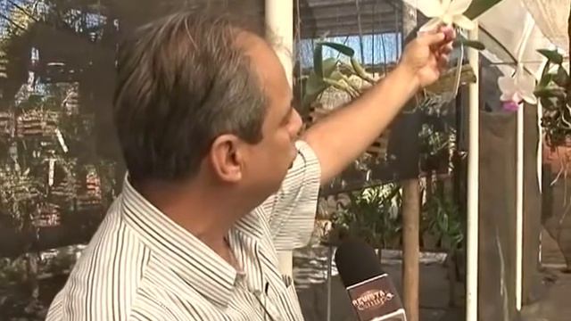 Como plantar orquídea смотреть онлайн