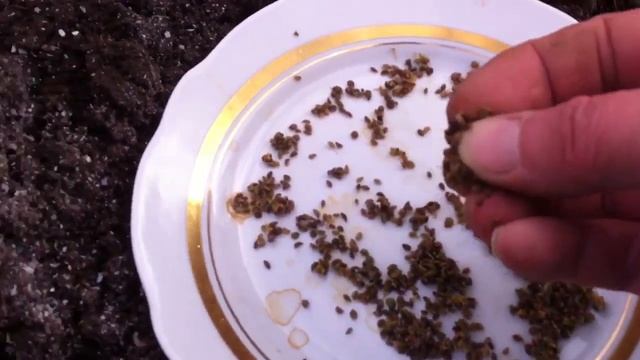 Обработка семян кипятком. Экспериментирую с семенами петрушки и лука. смотреть онлайн