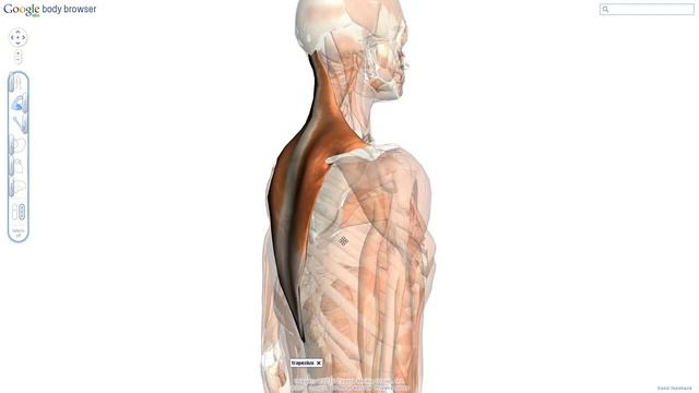Бесплатная 3-D модель человеческого тела смотреть онлайн