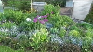 Создаем цветник из многолетников. С чего начать?