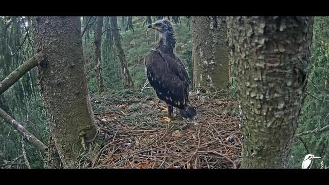 Latvian Mazais Ērglis/ A goshawk lands on a branch and is chased by Anna / July 14th 2021 смотреть онлайн