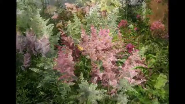 Мои цветочки-Любимая Астильба смотреть онлайн