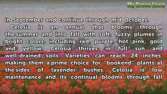 Companion Plants For Lavender
