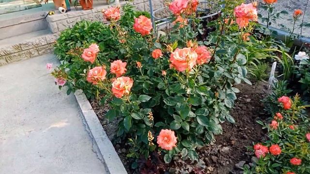Оранжевое чудо, роза Фольклор! Обзор сорта! ??? смотреть онлайн
