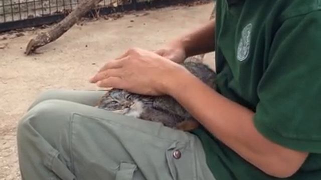 Как гладить манула смотреть онлайн