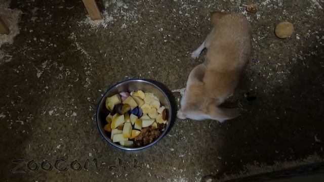 Игра-кормилка в реальном времени. Режем-кормим-гладим. смотреть онлайн