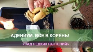 Адениум, формирование корней