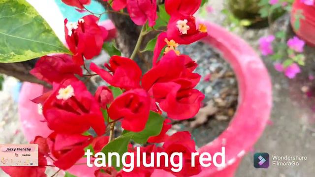 RARE BOUGAINVILLEA VARIETIES | ROYALE GARDEN смотреть онлайн