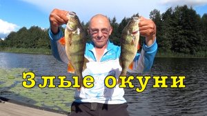 Принцип ЛОВЛИ котлового ОКУНЯ из под чаек.