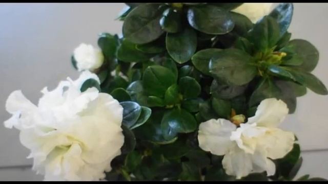 Цветы Азалия. Как выглядит Азалия (лат.Azalea) смотреть онлайн