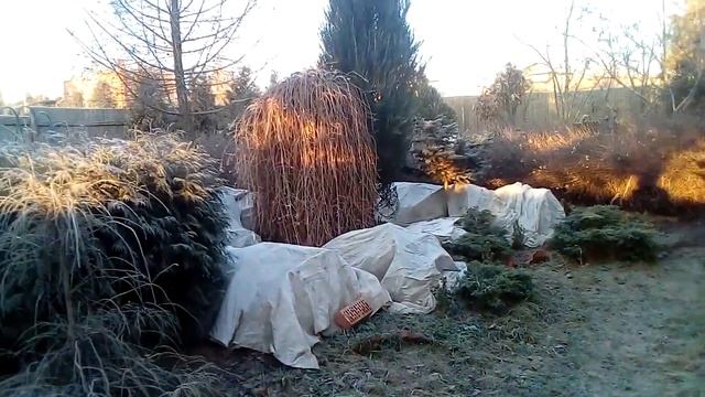 В Подмосковье начались морозы. Розы под укрытием. смотреть онлайн